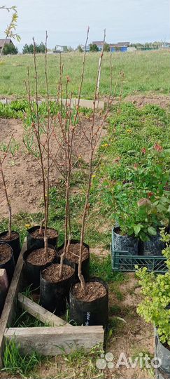 Вишня шоколадница