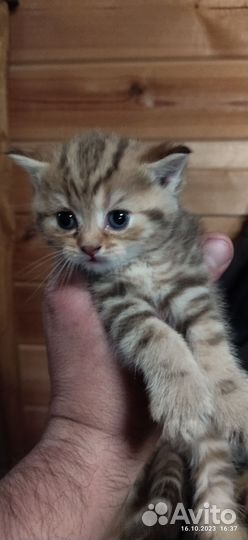 Кошки шотландцы