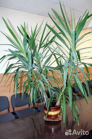 Юкка комнатное растение