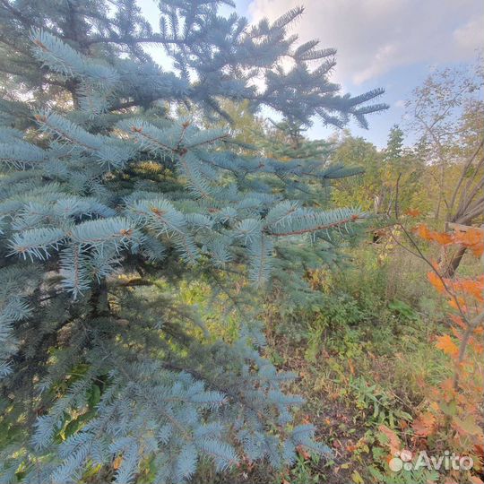 Ель голубая