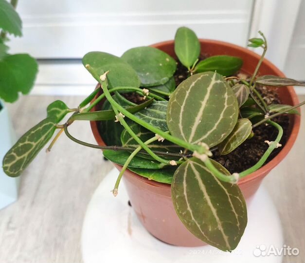 Комнатные растения, цветы