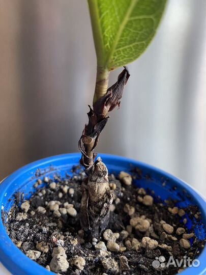 Фикус Лирата