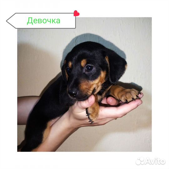 Щенки от таксы в добрые руки