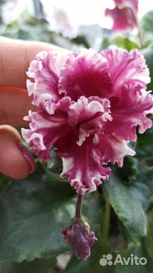 Листики от самых красивых фиалочек