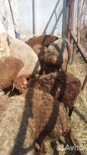 Овцы Бараны Эдильбаевские