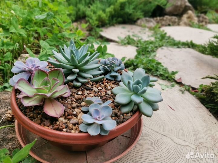 Каменные розы