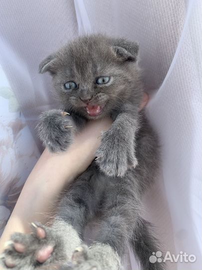 Шотландские котята
