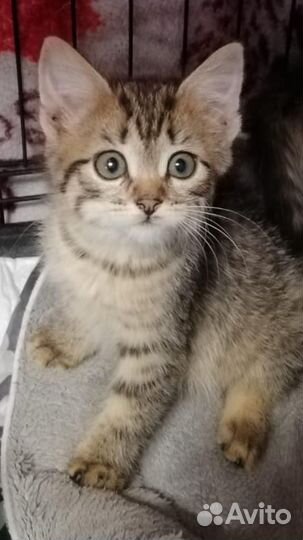 Котенок девочка