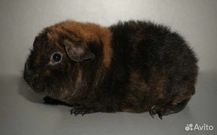 Американский тедди мальчик