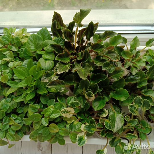 Детки мини, полумини и трейлерных фиалок