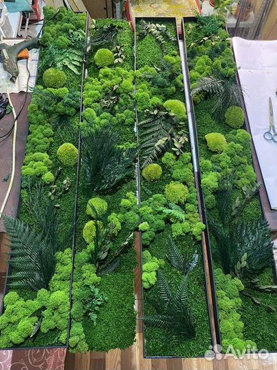 Стабилизированный мох