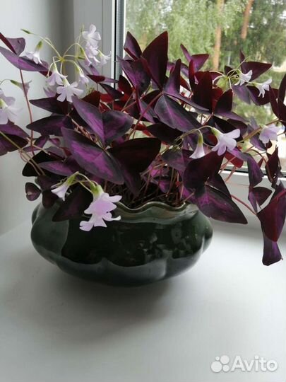 Кислица, бабочки (оксалис). Педилантус