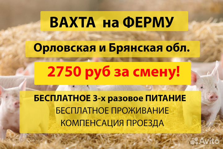 Вахта в Брянской и Орловской обл/на ферму/питание
