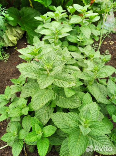 Мята, Мелисса, Пустырник, Иван-чай