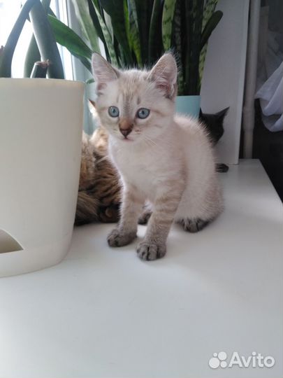 Котенок мальчик