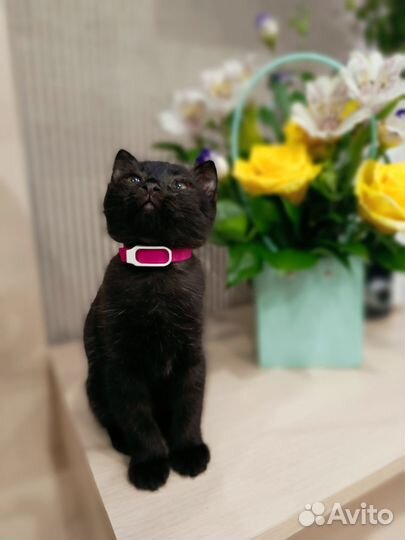 Кошечка в добрые руки