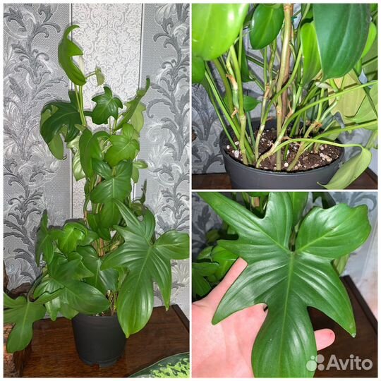 Комнатные растения/растения для дома