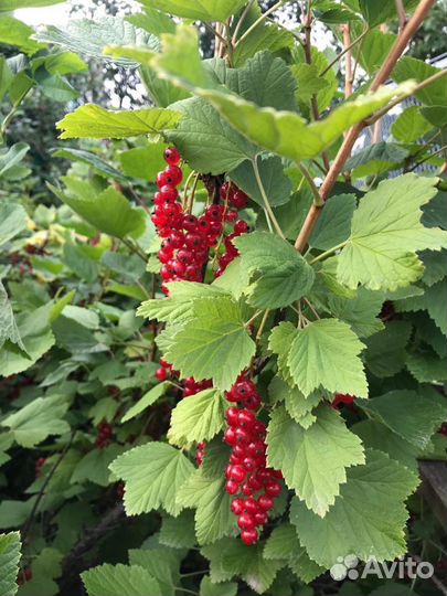 Красная смородина ягоды