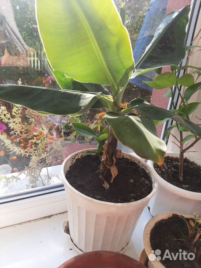 Карликовый банан