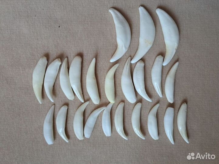 Имитация клыки рыси