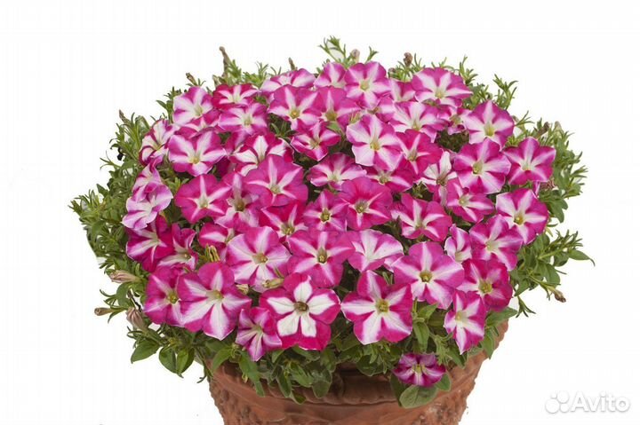 Профессиональные семена цветов