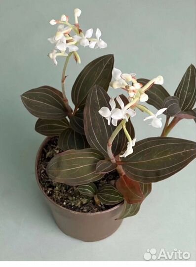 Орхидея лудизия