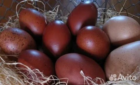 Семья кур Марана