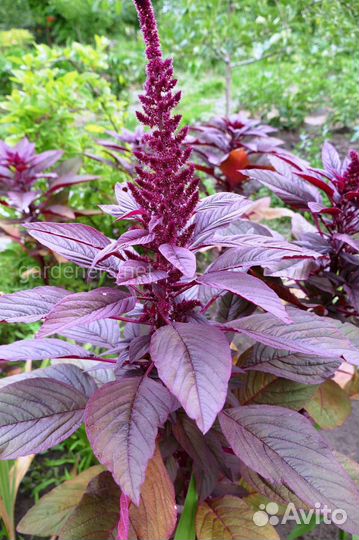 Амарант растение