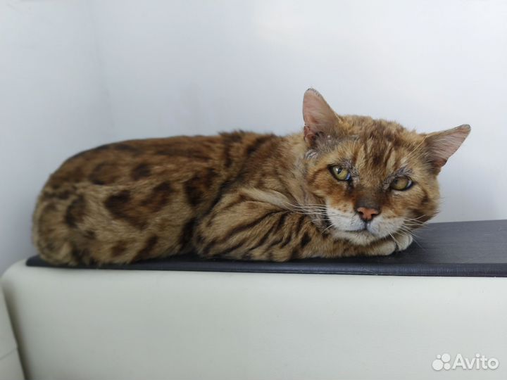 Рыжий кот ищет дом