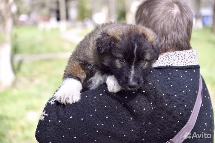 Щенок Барни в дар