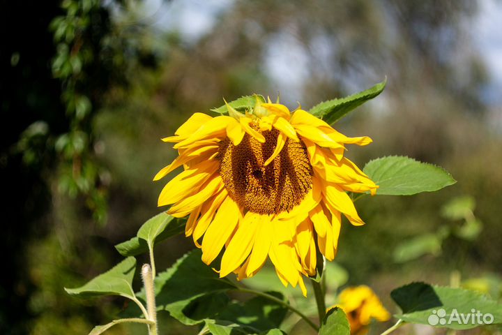 Объектив Зенитар-М2s 50mm f/2.0 MC ранний