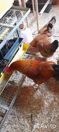 Инкубационное яйцо Кучинская юбилейная