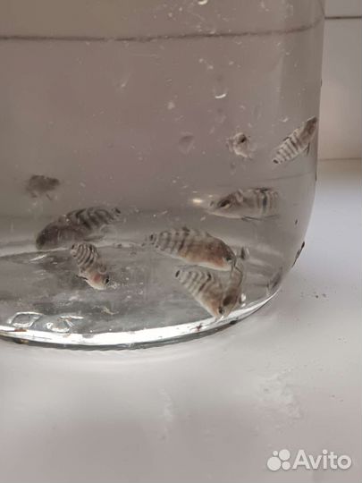 Аквариумные рыбки