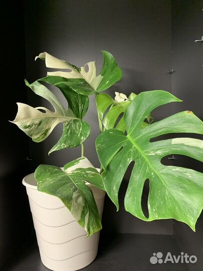 Обновлено 20.05. Монстера альба