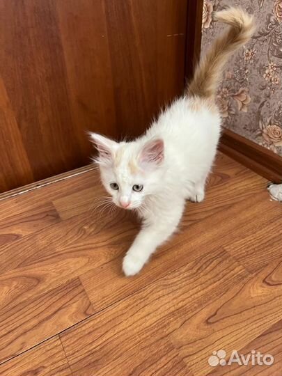 Котята в добрые руки приучены к лотку