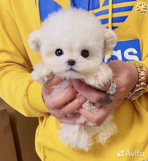 Щенки тикап импорт Корея