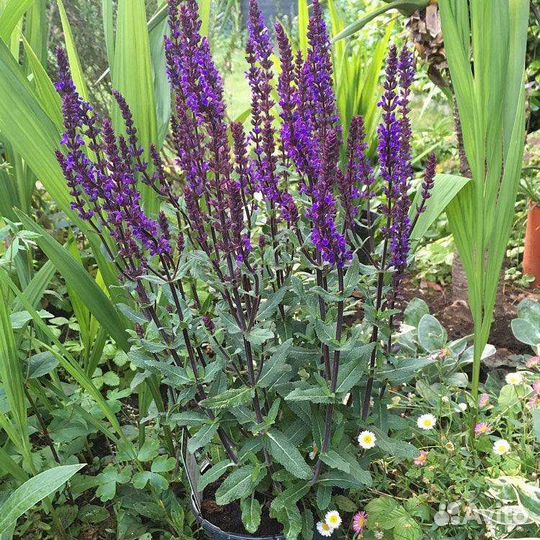 Уличные цветы