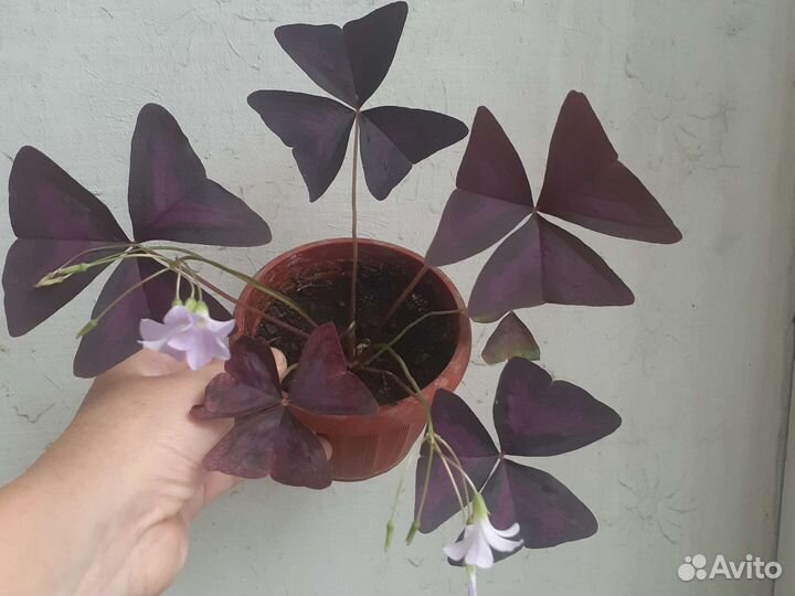 Оксалис (кислица)