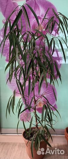 Фикус биннендийка Али