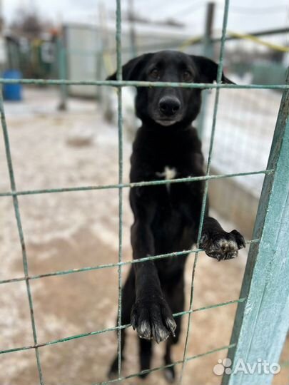 Собака в добрые руки отдам бесплатно
