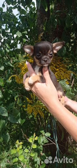Чихуахуа малышня