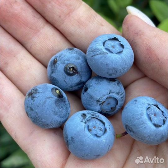 Голубика Дюк саженцы с доставкой