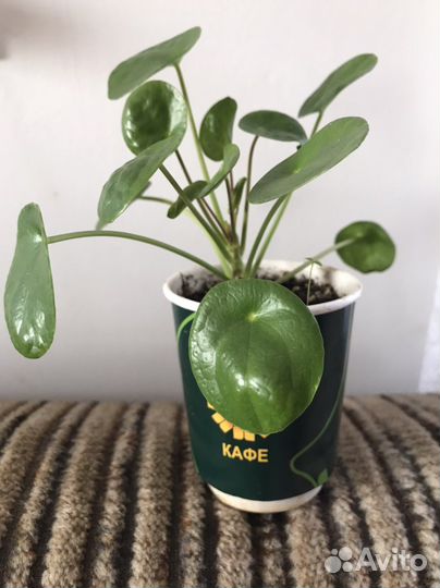 Пилея пеперомиевидная