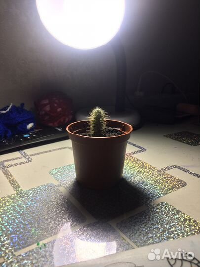 Кактус малыш