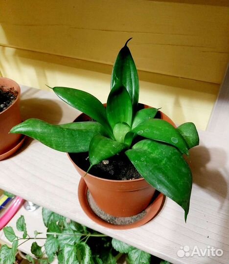 Сансевиерия ханни