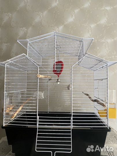 Волнистый попугай с клеткой