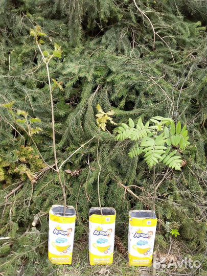 Молодые деревца