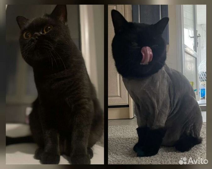 Груминг котов/кошек