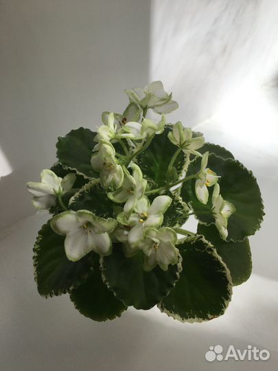 Сортовые фиалки