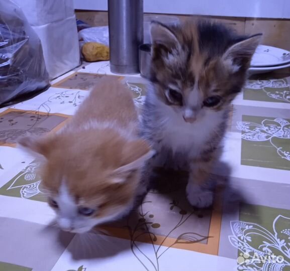 Кошка с котятами